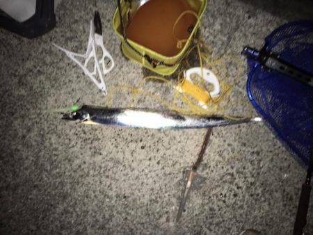 太刀魚×5、青物不発